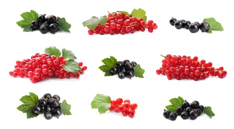 Image of Fresh red and black currants on white background, collection