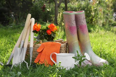 Pair of gloves, gardening tools, blooming rose bush and rubber boots on grass outdoors