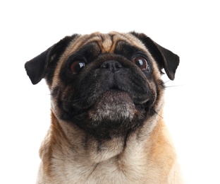 Happy cute pug dog isolated on white