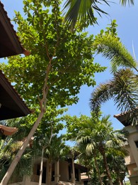 Photo of Beautiful view of green trees and buildings on sunny day