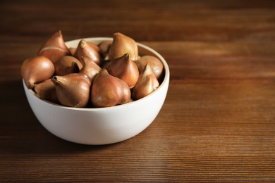 Tulip bulbs in bowl on wooden table. Space for text