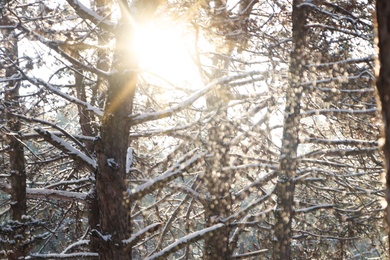 Photo of Picturesque view of snowy pine forest in winter morning