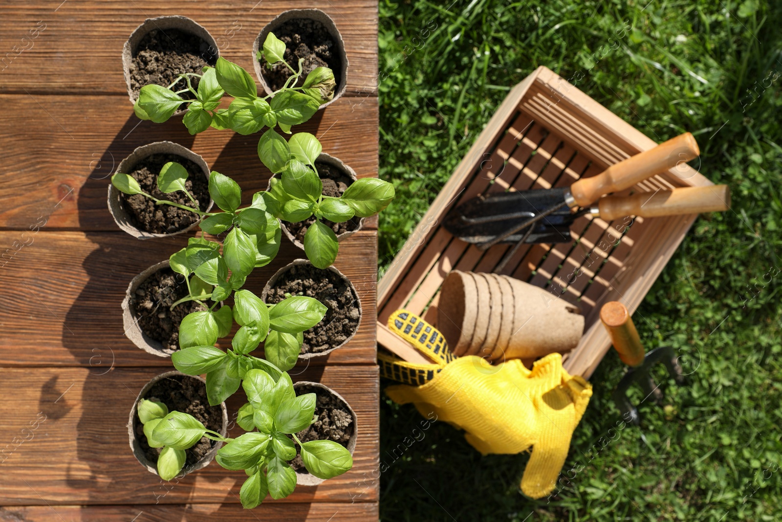 Photo of Beautiful seedlings in peat pots on wooden table and crate with gardening tools outdoors, top view