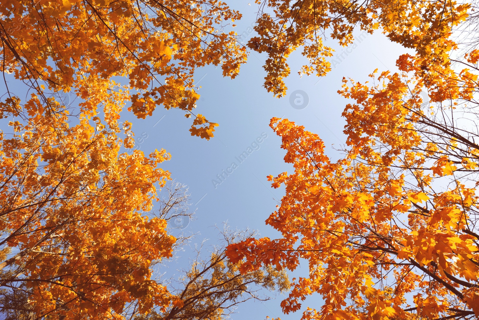 Image of Beautiful trees with orange leaves against sky on autumn day, low angle view