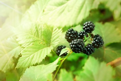 Ripe blackberries on bush in garden, closeup