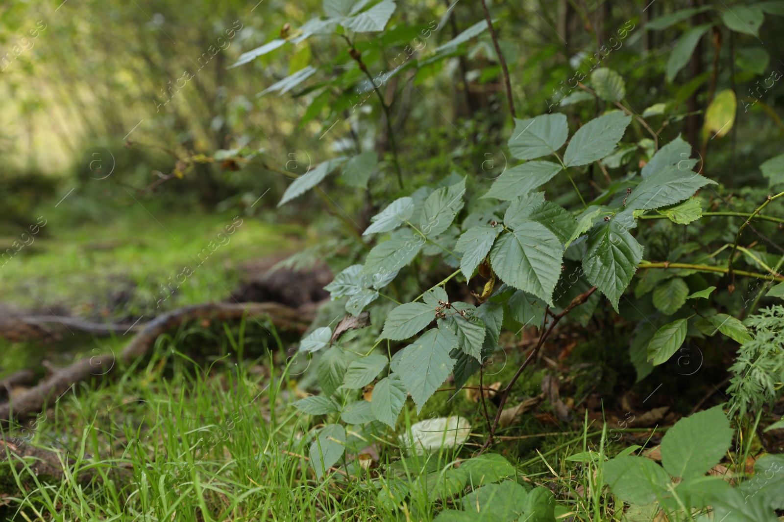 Photo of Beautiful wild plant with green leaves growing outdoors, closeup. Space for text