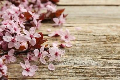 Photo of Spring branch with beautiful blossoms and leaves on wooden table, closeup. Space for text