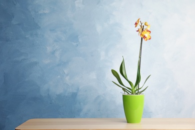 Photo of Beautiful tropical orchid flower in pot on table near color wall. Space for text