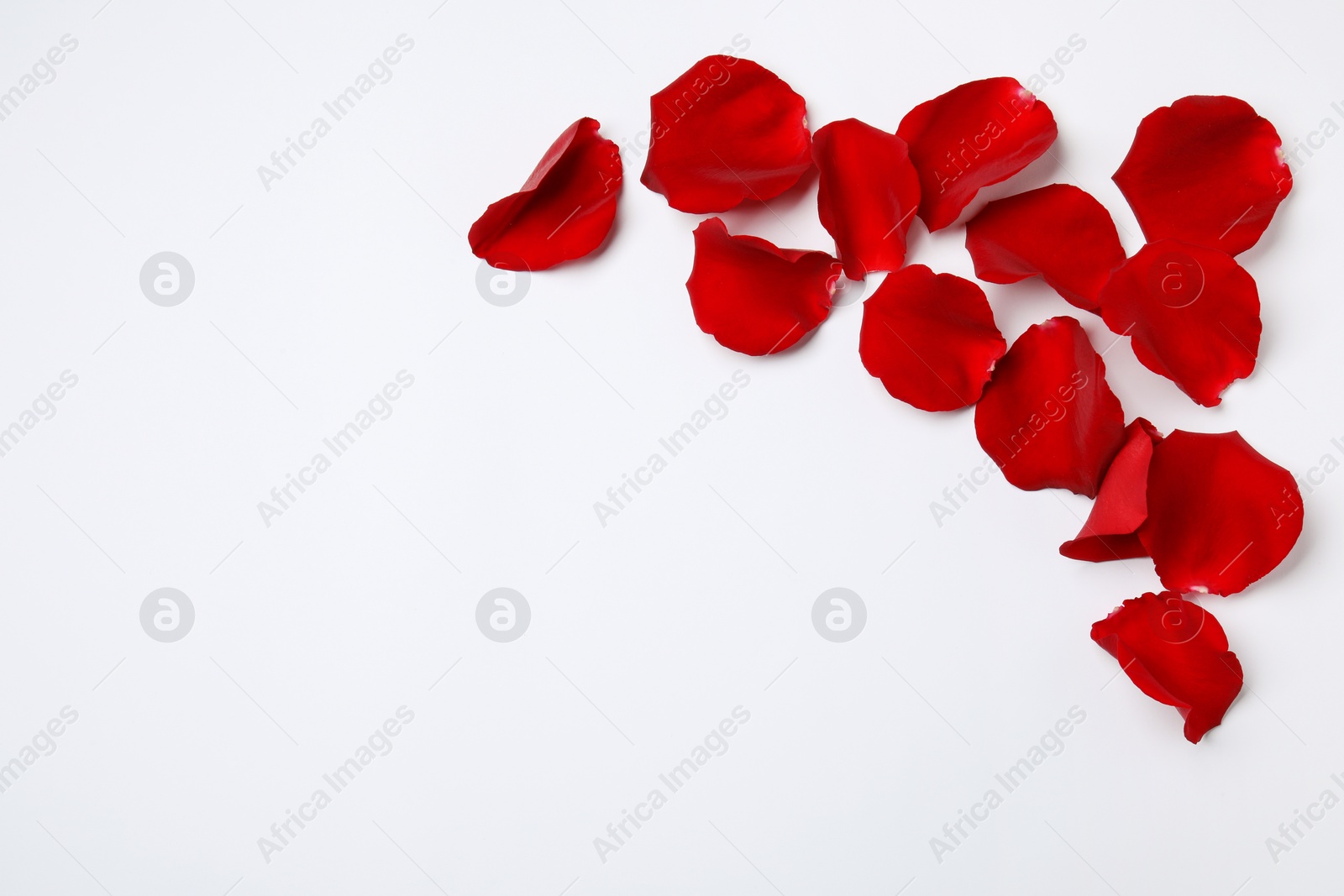 Photo of Beautiful red rose petals on white background, top view