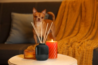 Photo of Aromatic reed air freshener, scented candles and dog on sofa indoors, selective focus