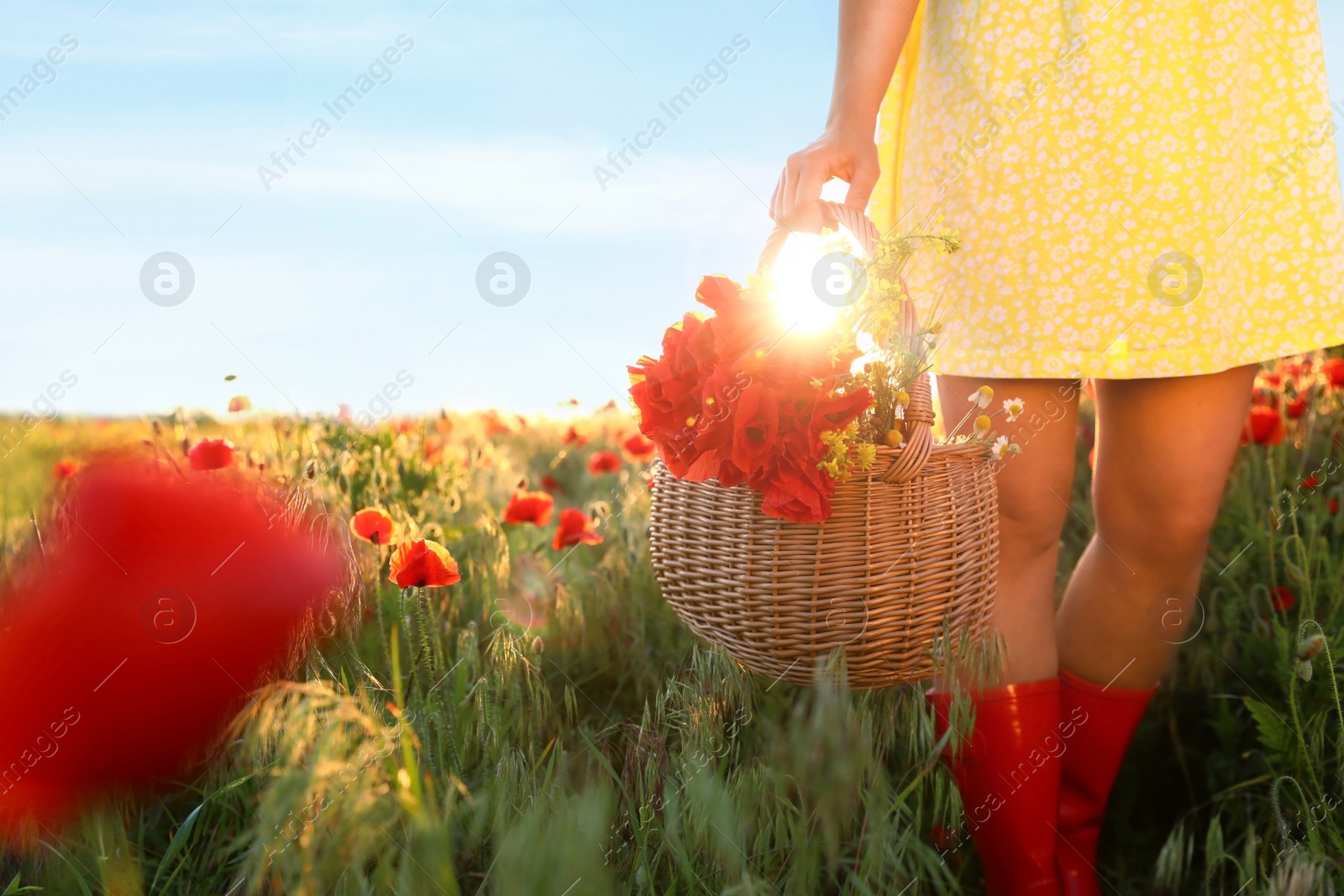 Photo of Woman with basket of poppies and wildflowers in sunlit field, closeup. Space for text