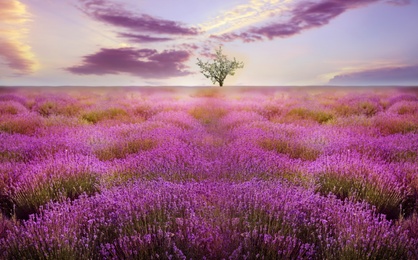 Image of Beautiful lavender field with single tree under amazing sky at sunset