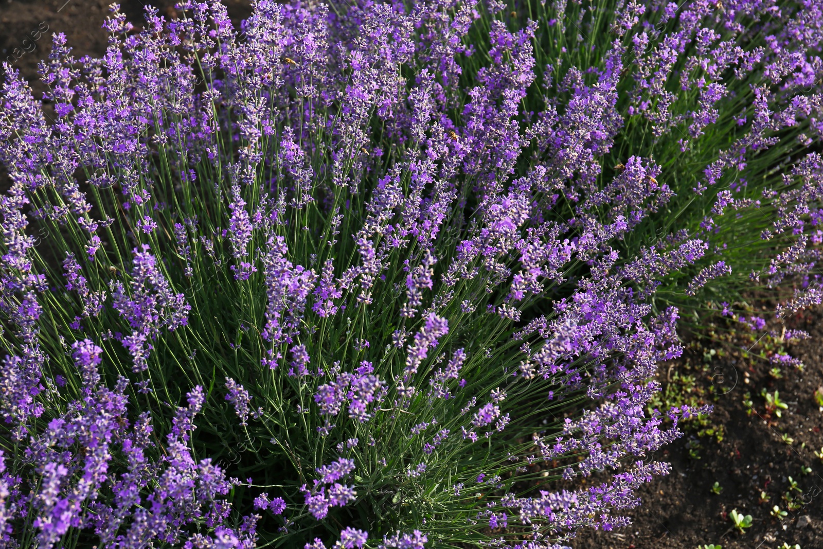 Photo of Beautiful blooming lavender plants growing in field, above view