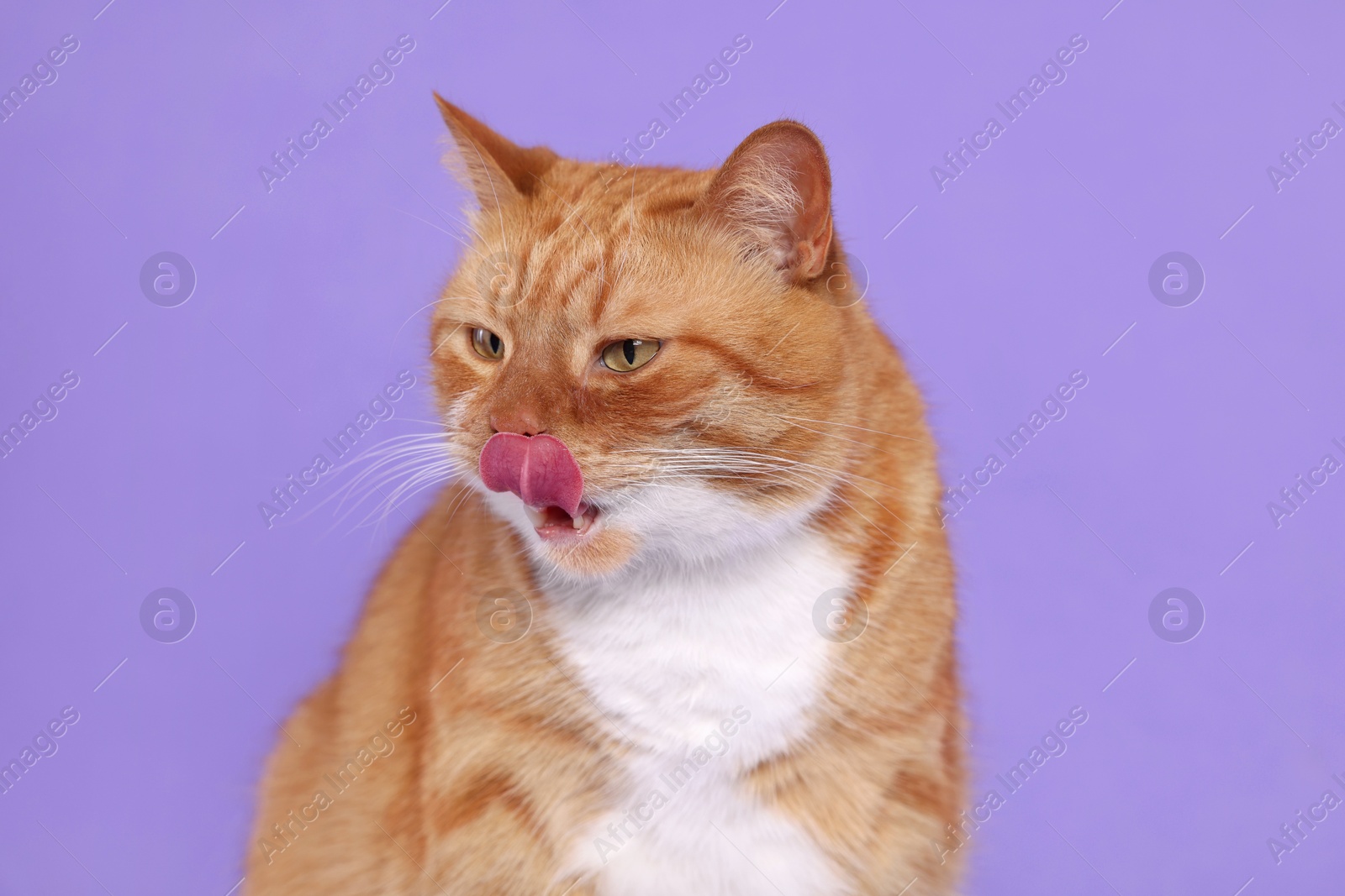 Photo of Cute cat licking itself on lilac background
