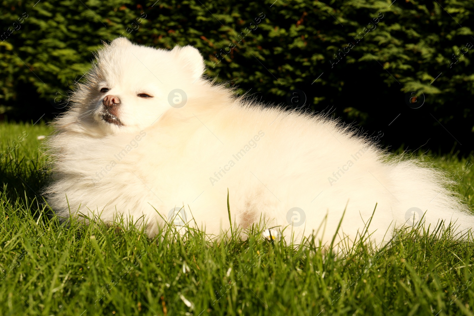 Photo of Cute fluffy Pomeranian dog on green grass outdoors. Lovely pet