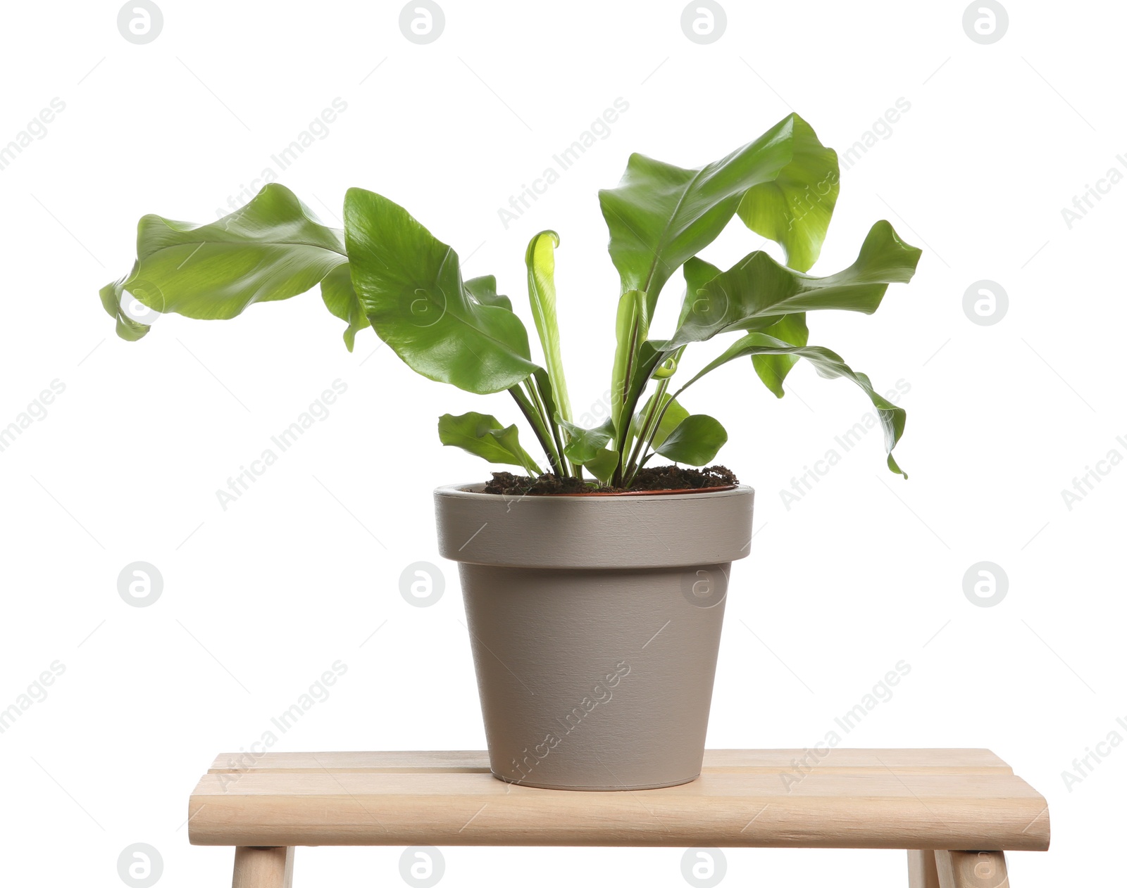 Photo of Beautiful fern in pot on wooden table against white background