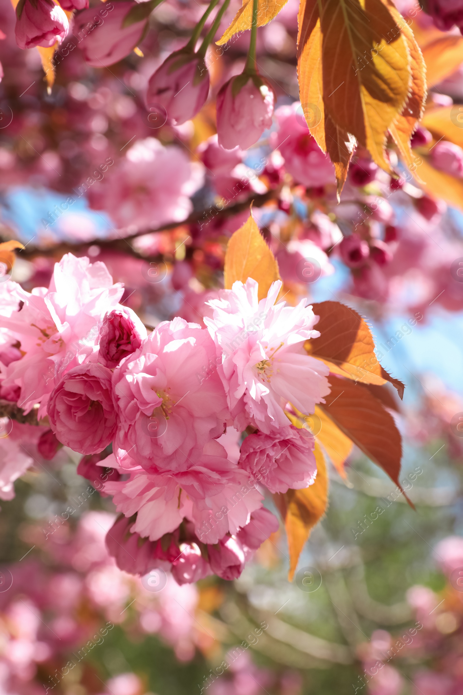 Photo of Sakura tree with beautiful blossoms on spring day outdoors