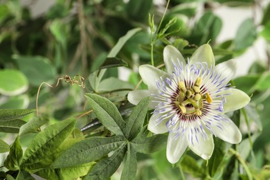 Photo of Beautiful Passiflora plant (passion fruit) with blossom, closeup