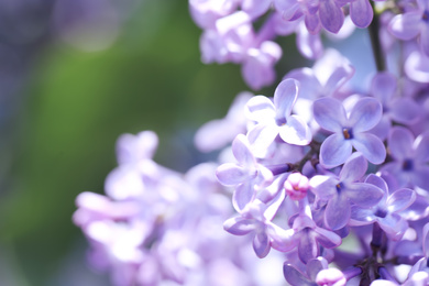 Photo of Closeup view of beautiful blooming lilac shrub outdoors