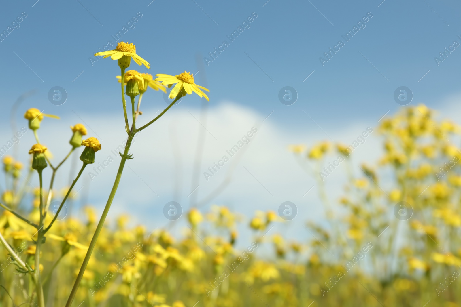 Photo of Beautiful flowers growing in meadow on sunny day, space for text