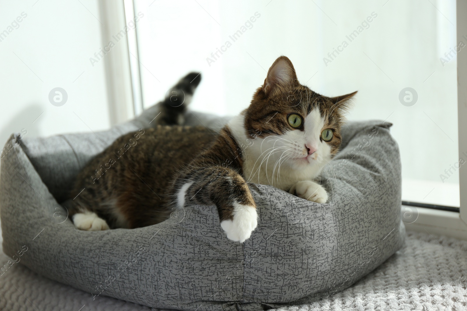 Photo of Cute cat lying on pet bed at home