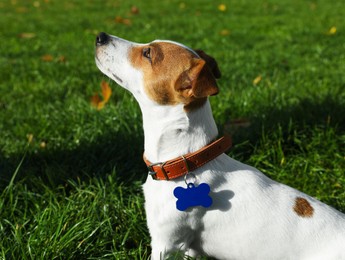 Photo of Beautiful Jack Russell Terrier in dog collar with metal tag on green grass outdoors