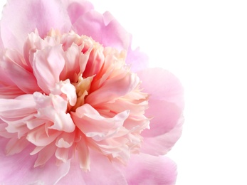 Photo of Beautiful fragrant peony flower, closeup