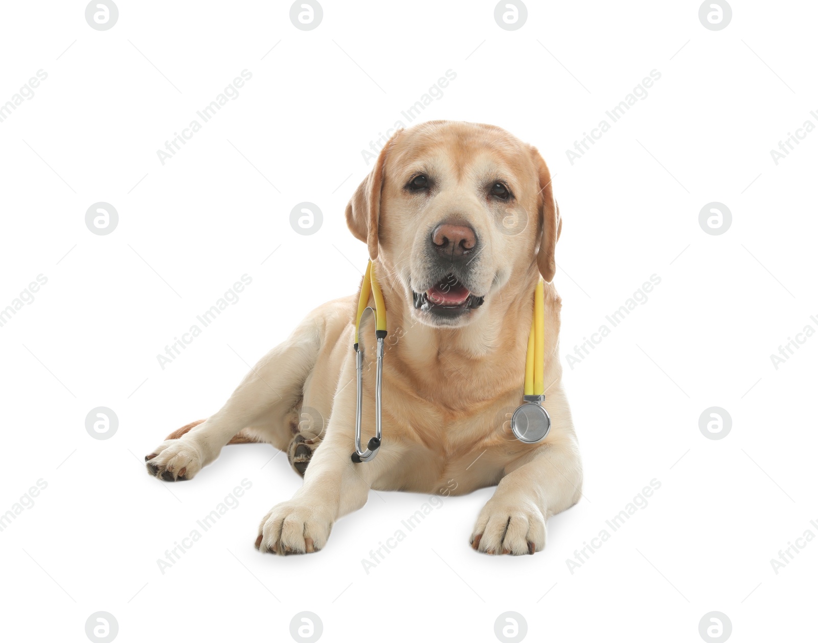 Photo of Cute Labrador dog with stethoscope as veterinarian on white background