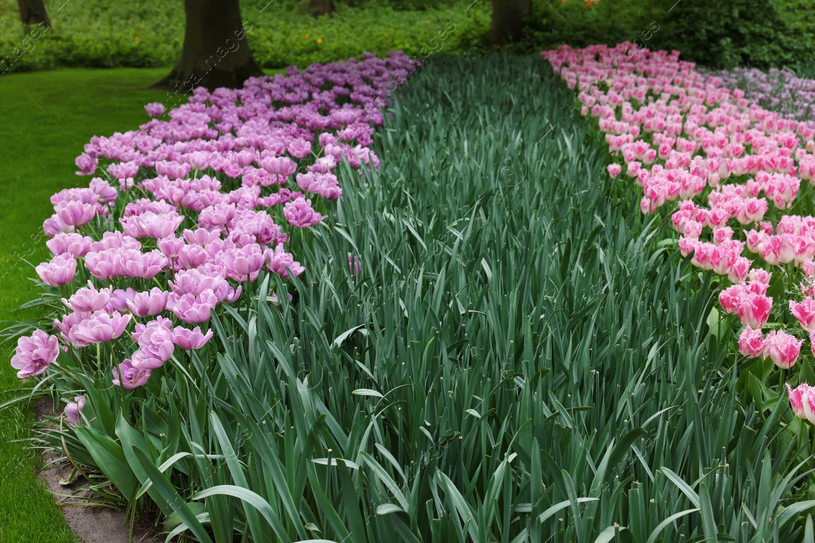 Photo of Many beautiful tulip flowers growing in park. Spring season