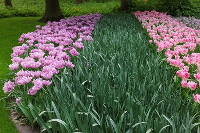 Many beautiful tulip flowers growing in park. Spring season