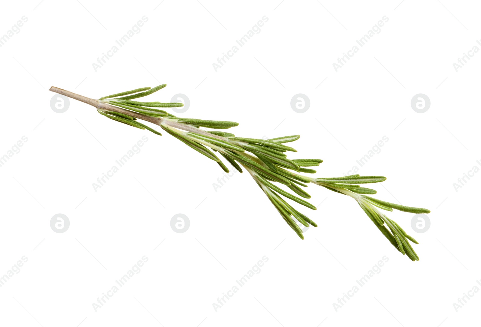 Photo of Fresh rosemary on white background