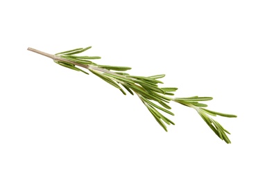 Photo of Fresh rosemary on white background