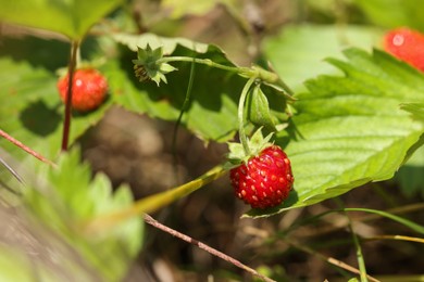 Photo of Small wild strawberries growing outdoors on summer day, closeup