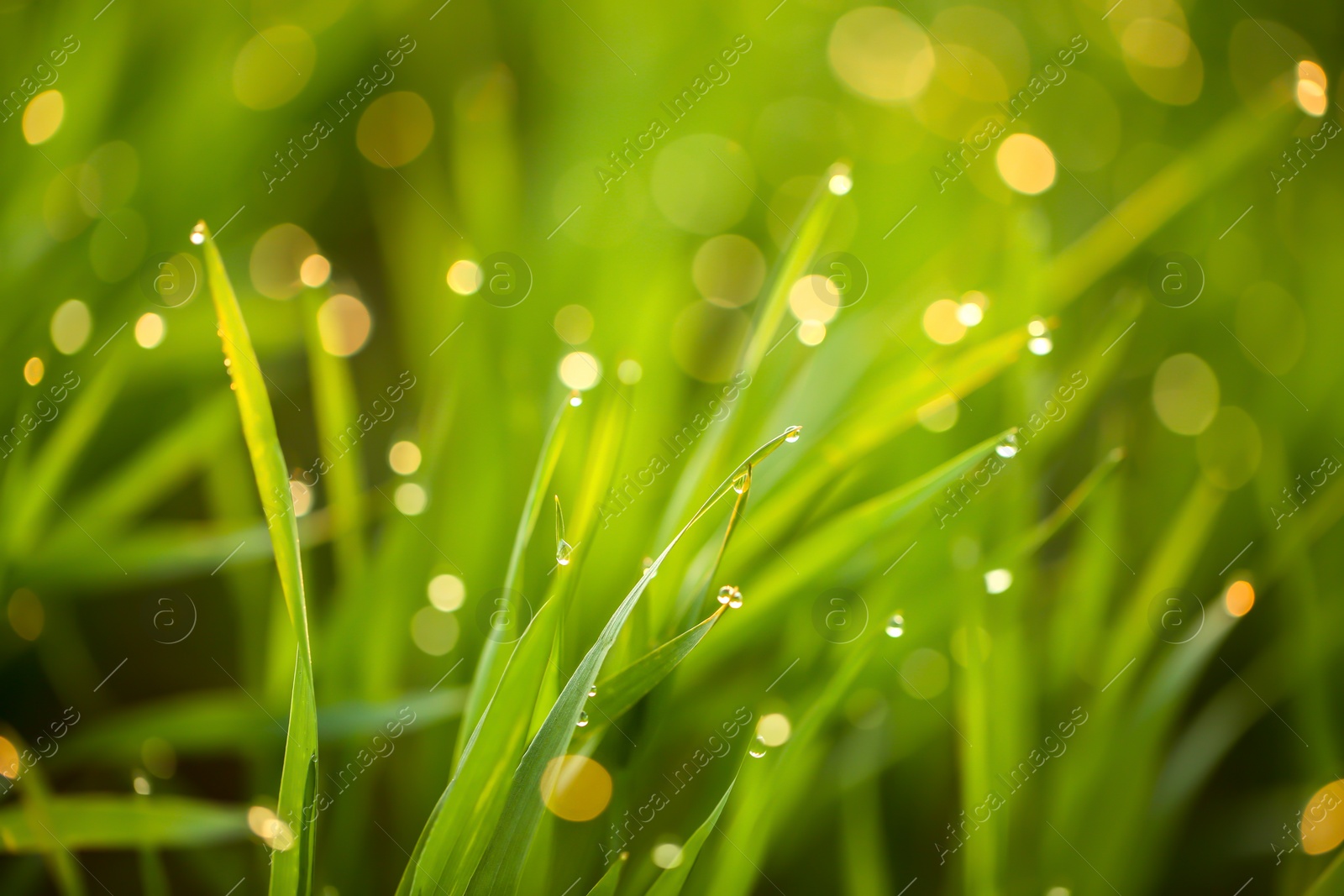 Photo of Young green grass with dew drops on spring morning, closeup