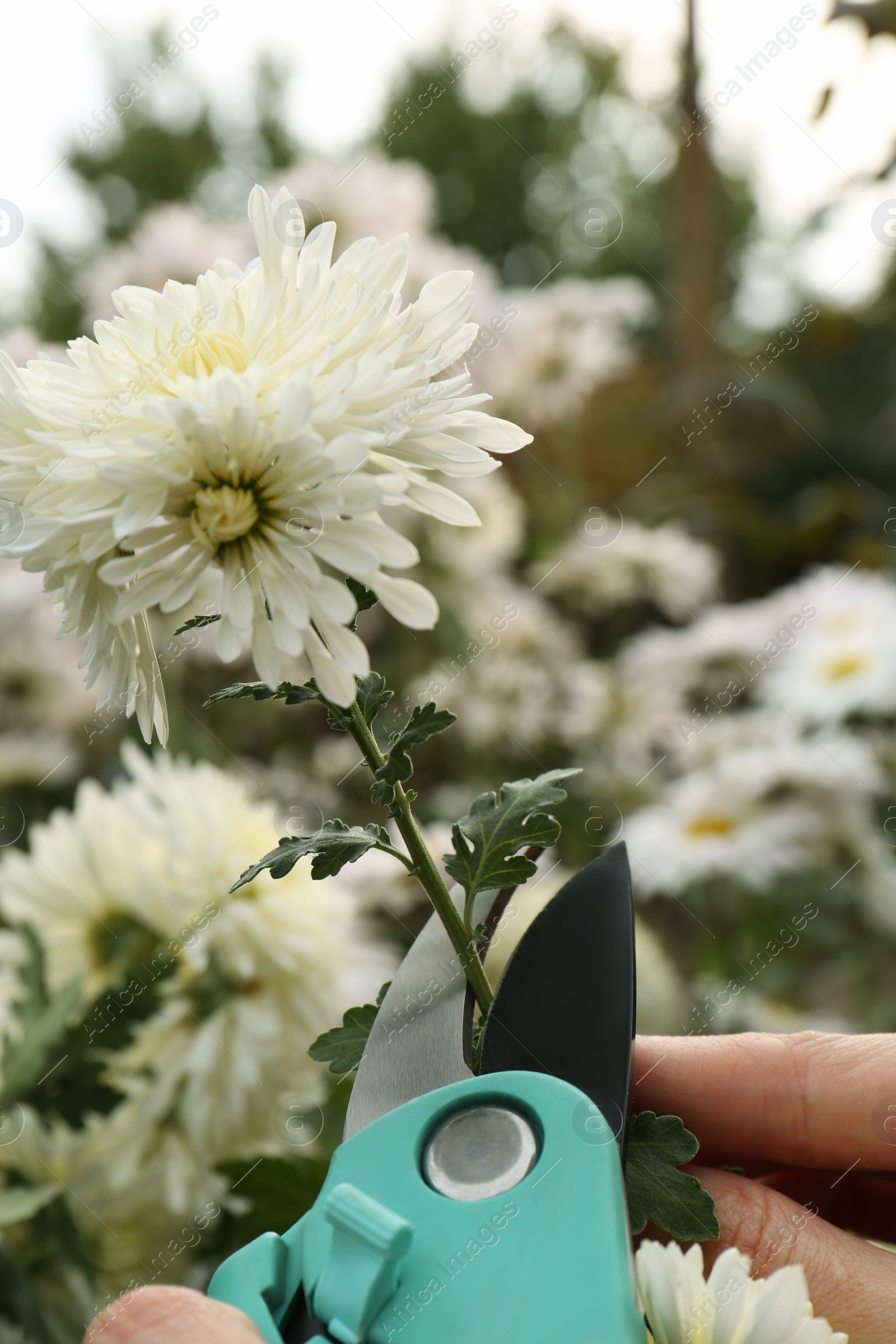 Photo of Woman pruning beautiful chrysanthemum flowers by secateurs in garden, closeup