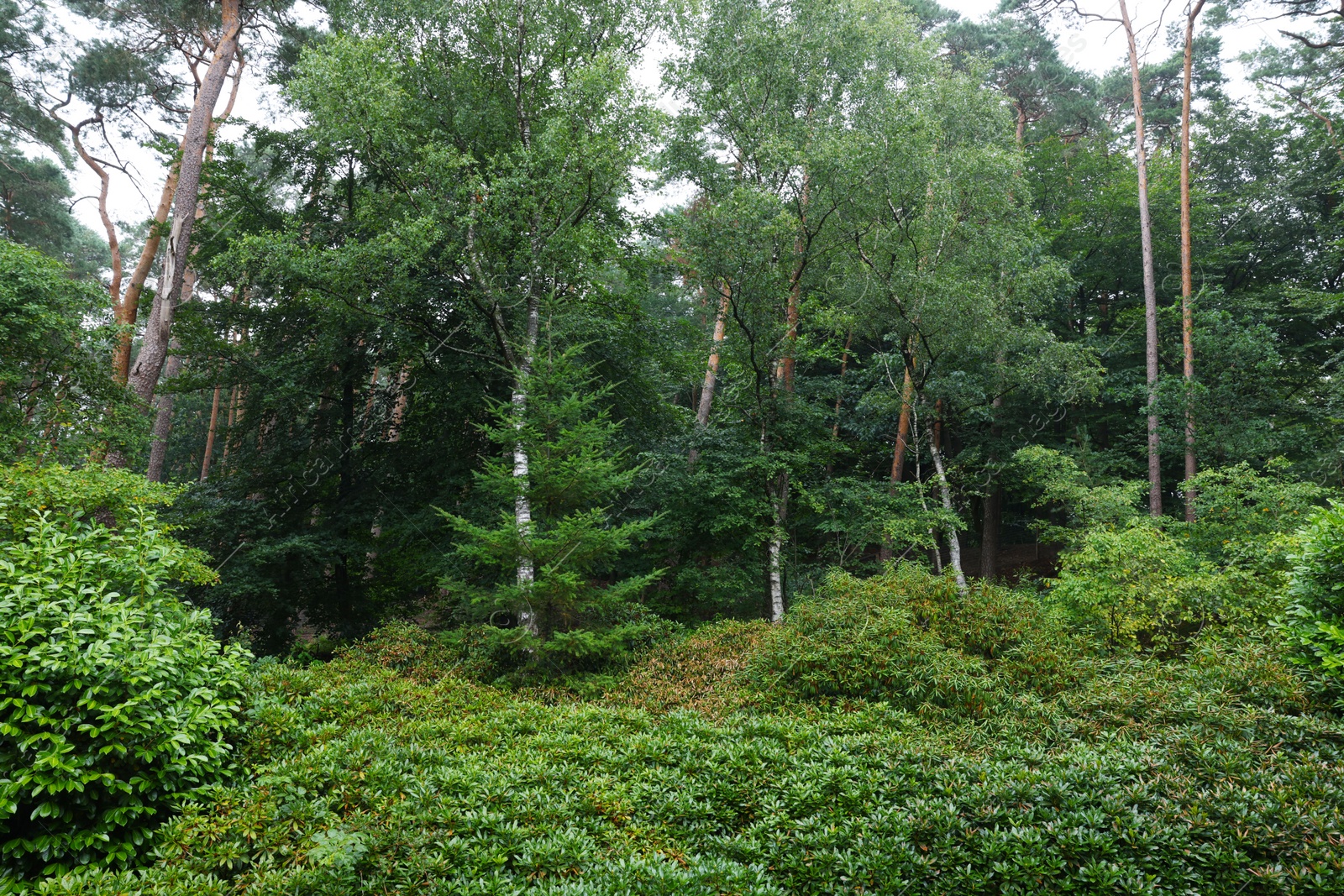 Photo of Beautiful forest with many different green plants