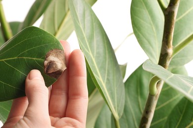 Photo of Woman touching houseplant with damaged leaf on white background, closeup