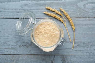 Leaven and ears of wheat on grey wooden table, flat lay