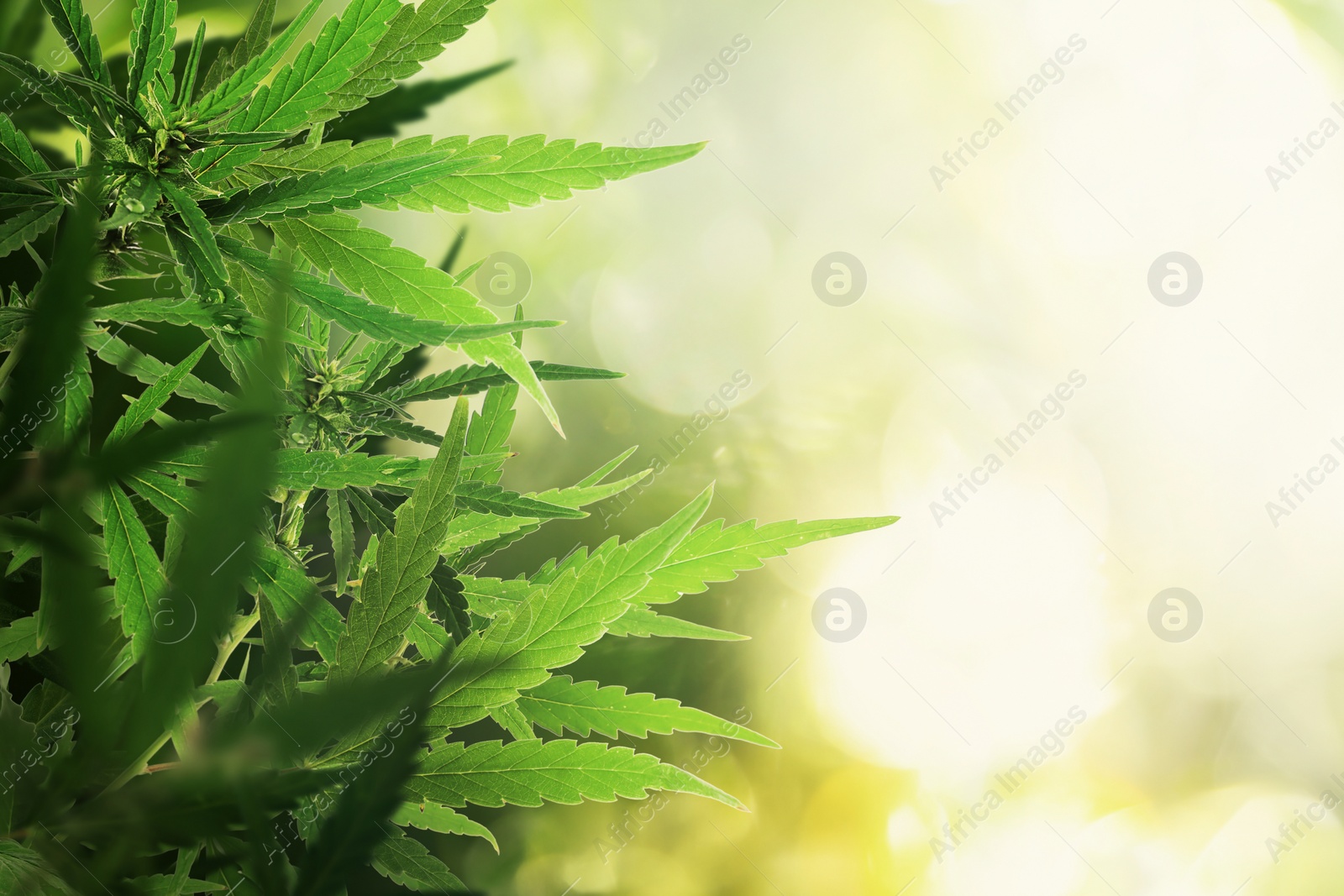 Image of Green hemp leaves on blurred background, closeup. Space for text