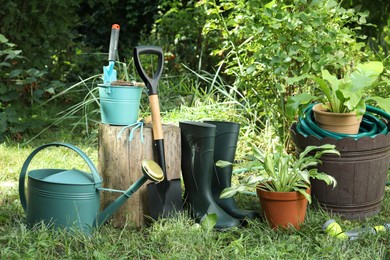 Beautiful plants and gardening tools on green grass at backyard