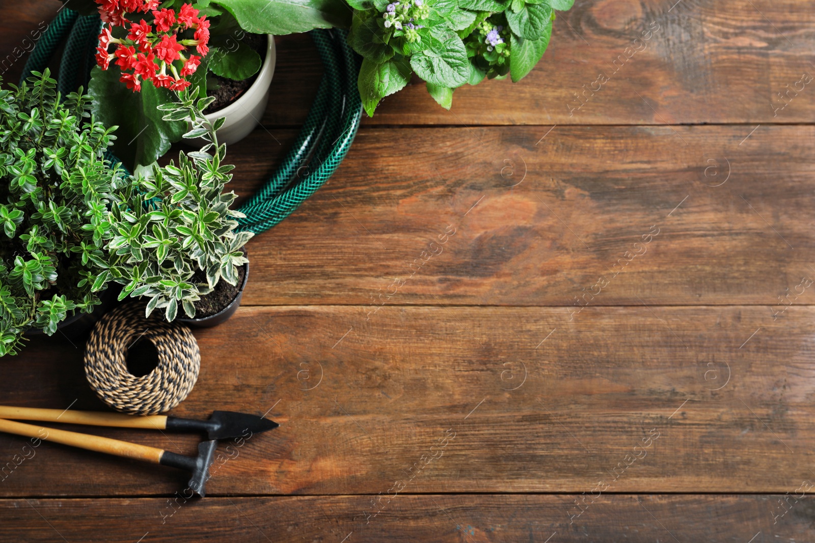 Photo of Flat lay composition with gardening tools and plants on wooden background