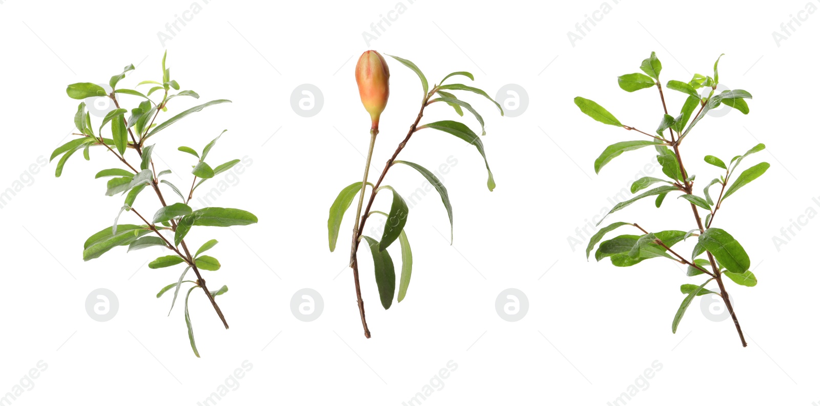 Image of Pomegranate branches with green leaves and bud on white background, collage. Banner design