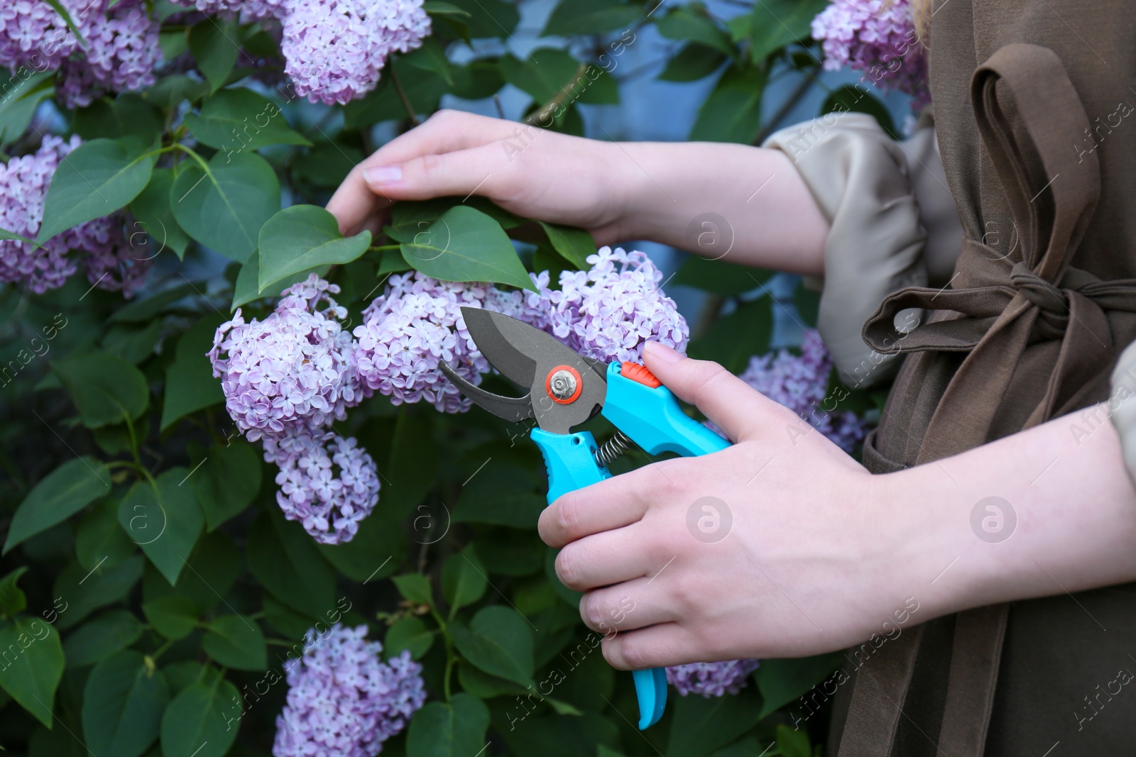 Photo of Gardener pruning lilac branch with secateurs outdoors, closeup