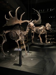 Leiden, Netherlands - June 18, 2022: Life size skeletons of ancient moose and mammoth in Naturalis Biodiversity Center
