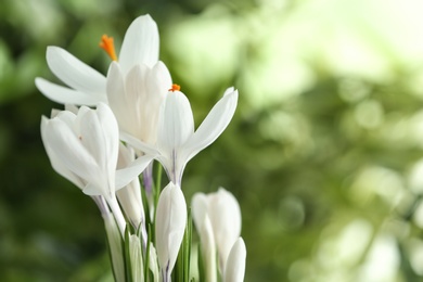 Photo of Beautiful spring crocus flowers on blurred background, space for text