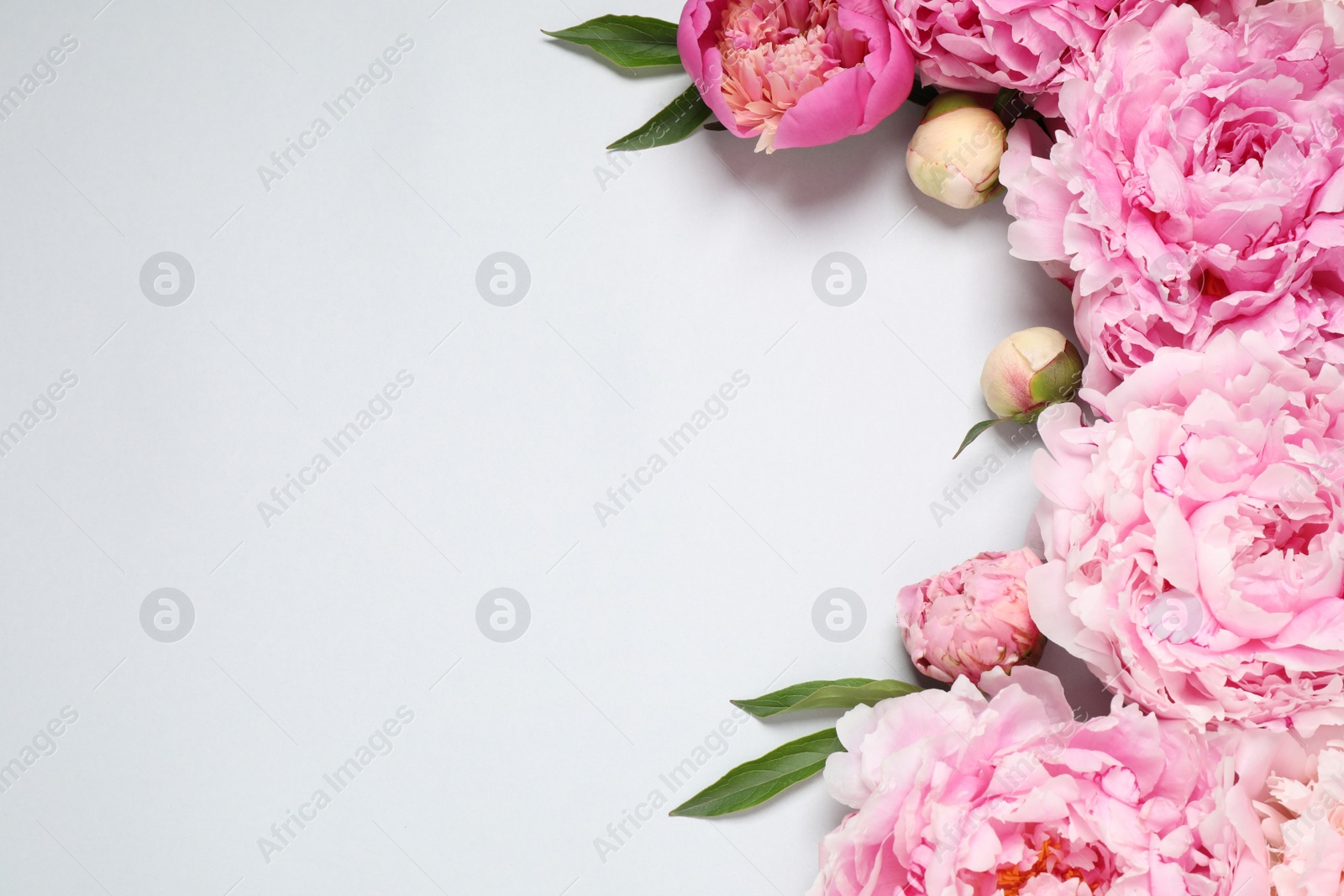 Photo of Beautiful pink peonies on light grey background, flat lay. Space for text