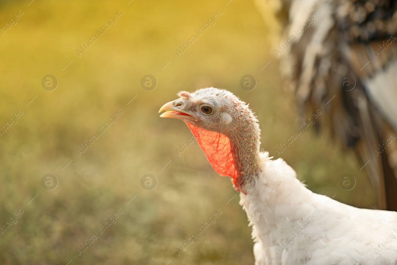 Photo of Domestic turkey outdoors on sunny day, closeup. Poultry farming