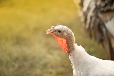Photo of Domestic turkey outdoors on sunny day, closeup. Poultry farming