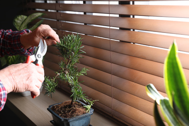 Senior man taking care of Japanese bonsai plant near window indoors, closeup. Creating zen atmosphere at home