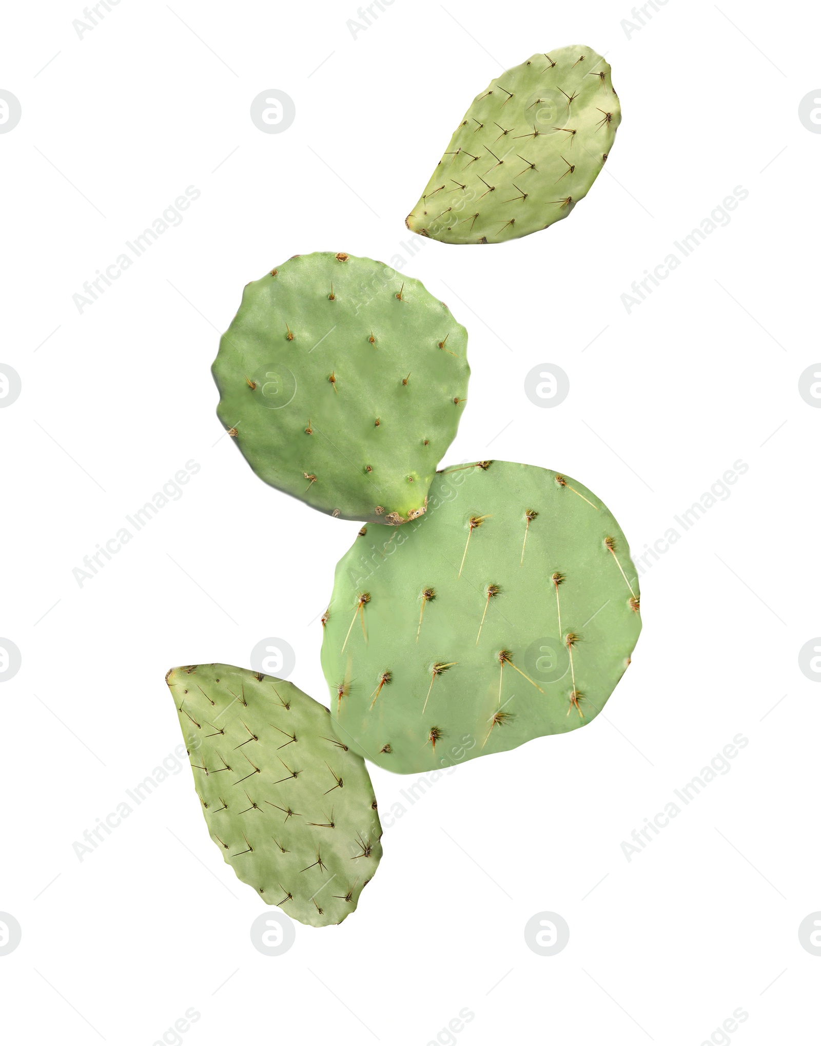 Image of Opuntia cactus pads falling on white background